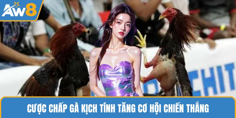 Cược chấp gà kịch tính tăng cơ hội chiến thắng
