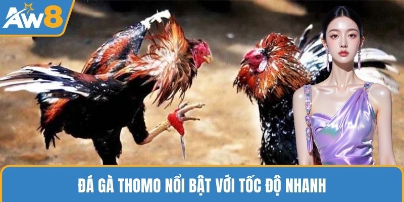 Đá gà Thomo nổi bật với tốc độ nhanh