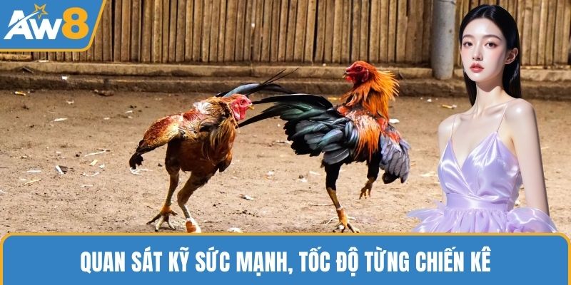Quan sát kỹ sức mạnh, tốc độ từng chiến kê